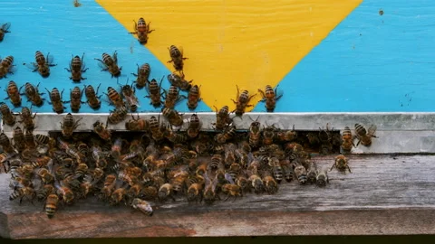 Bee colony, view outside. Stock Footage 112182298