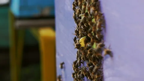 Bee colony, view outside. Stock Footage 112182475
