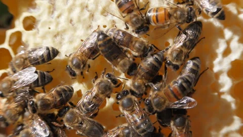 Bee colony. Worker bees make up the majority of the hive Stock Footage 137040666