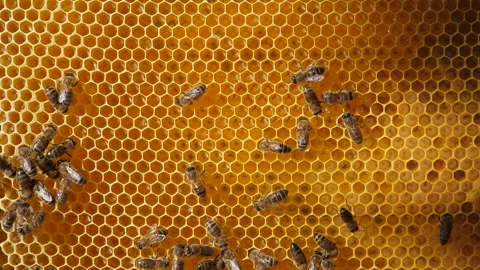Bee colony. Worker bees make up the majority of the hive. Bee crop, bee larva. Stock Footage 137262993