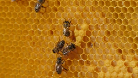 Bee colony. Worker bees make up the majority of the hive. Bee crop, bee larva. Stock Footage 137263911