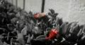 Bee-Color effect HD Footage