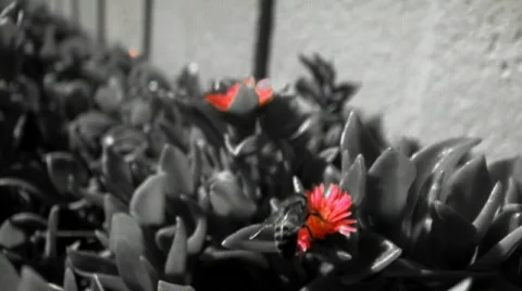 Bee-Color effect Video stock 114972