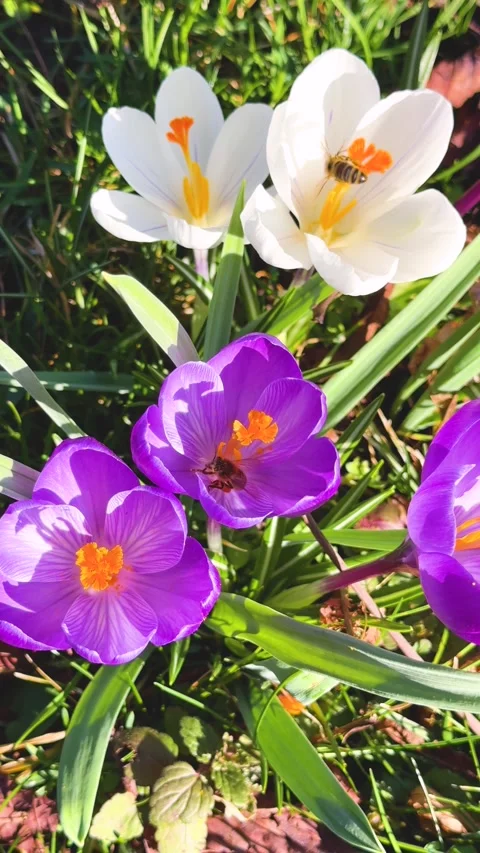 Bee on colorful crocus flowers Stock Footage 303851036