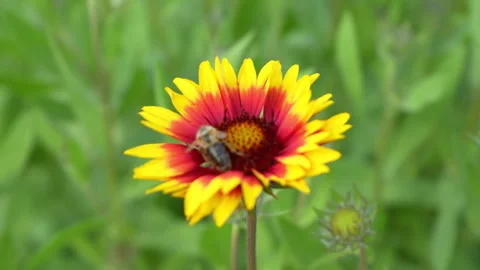 Bee on colorful flower Stock Footage 310848414
