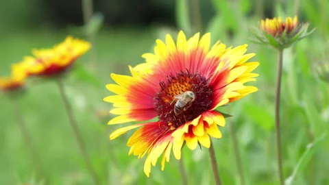 Bee on colorful flower Stock Footage 311538901