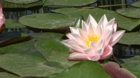 A bee comes to visit the desert lily pond. Stock Footage 158067114