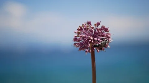 Bee coming and picking pollen from pink flower Stock Footage 112797299