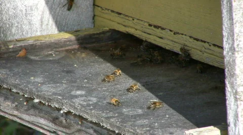 Bee coming home 스톡 동영상 524043