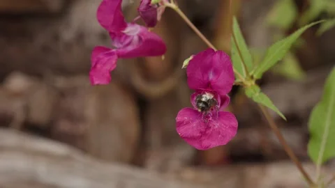Bee coming out of violet pink balsam flower in slow motion. flying away Stock Footage 194164338
