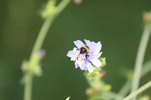 Bee on common chicory closeup view with green blurred background Stock Photos