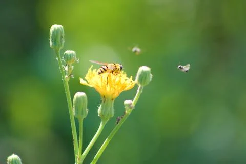 Bee on common sowthistle in bloom closeup view with green blurred background Stock Photos