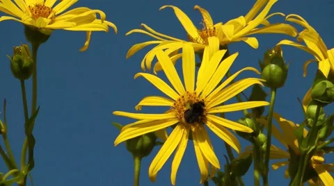 Bee on compass plant Stock Footage 62606385