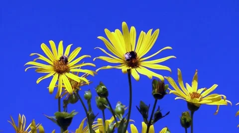 Bee on compass plant Stock Footage 62606386