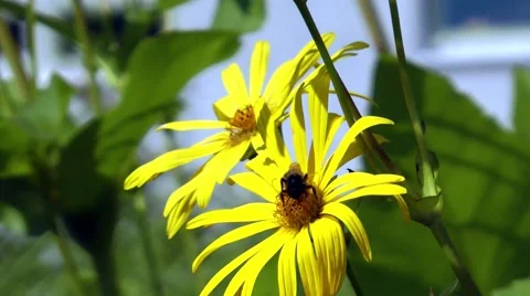 Bee on compass plant Stock Footage 62606501