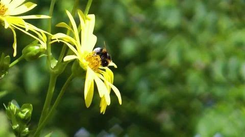 Bee on compass plant Stock Footage 62606637
