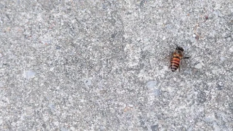 Bee on Concrete Surface in Bangkok Stock Footage 310818697