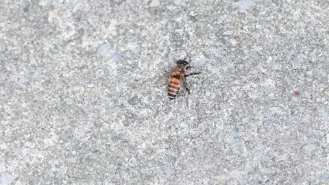 Bee on Concrete Surface in Bangkok Stock Footage 311367301