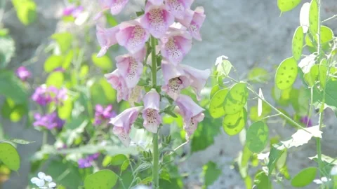 Bee condo - Bee flies from cone to cone Stock Footage 172384910