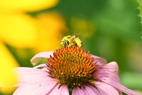 Bee on coneflower Foto stock