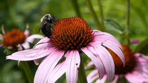 Bee on coneflower in slow motion HD Видео 93748568