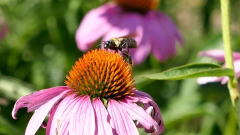 Bee on a coneflower in the sun9 4K 動画素材 93083294