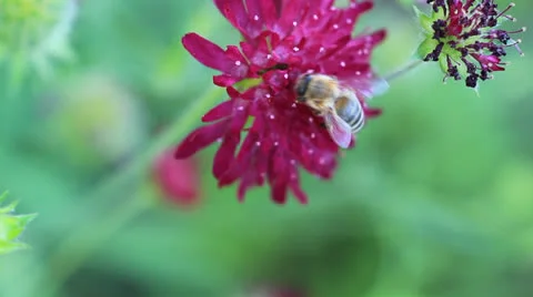 Bee - conquer blossom from another bee Stock Footage 26431778