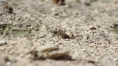 Bee consuming mineral from arid soil Stock Footage 47792175