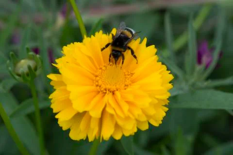 Bee on Coreopsis Stockfoto's