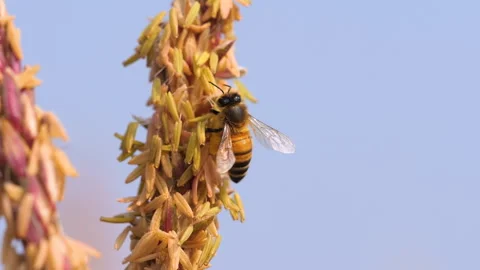 Bee on corn flower collecting nectar Stock Footage 301582681