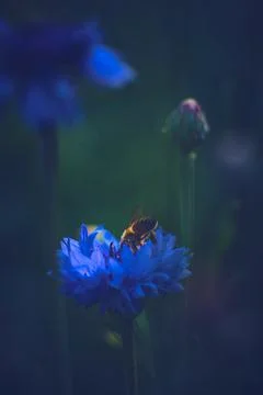 Bee in a Cornflower Stock Photos