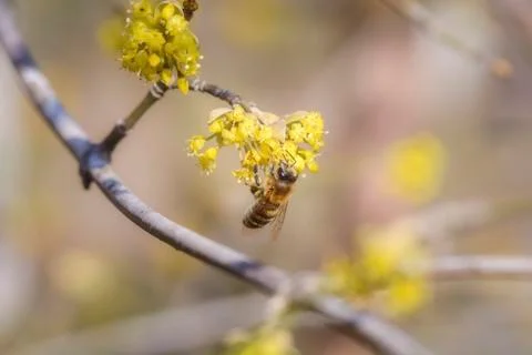 Bee on cornus mas Stock Photos