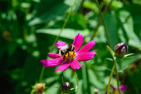 Bee on a cosmos flower Stock Photos
