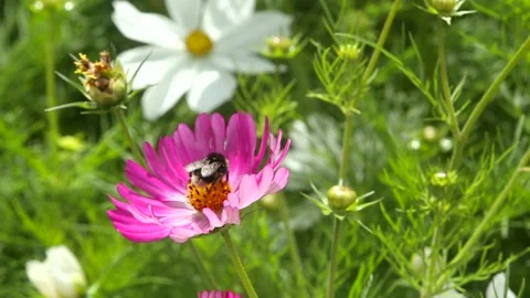 Bee on cosmos flowers Stock Footage 157020066