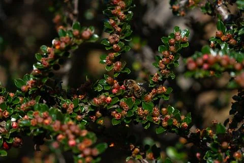 Bee on a cotoneaster 스톡 사진