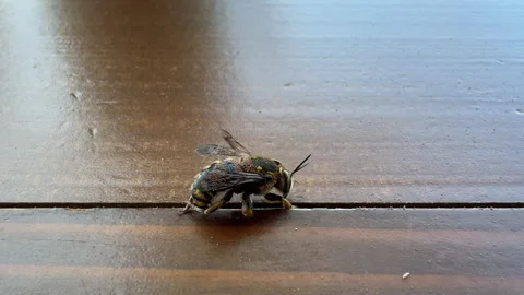 A bee is covered with mites all over its body Stock Footage 311906073