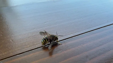 A bee is covered with mites all over its body Stock Footage 311906102