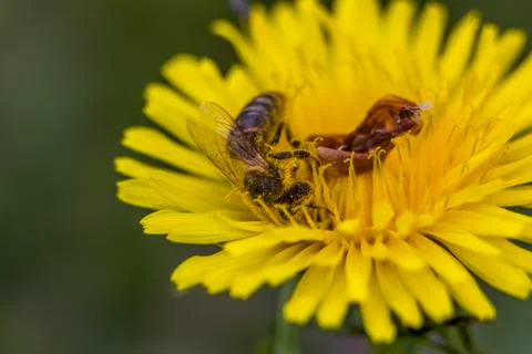 Bee covered with pollen on dandelion Stock Photos