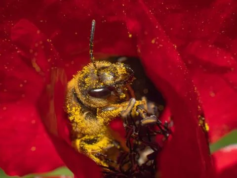 Bee covered in pollen inside a red flower Foto stock