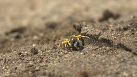 Bee covered in yellow pollen on clay soil, ground-nesting native bee busily Stock Footage 160041986