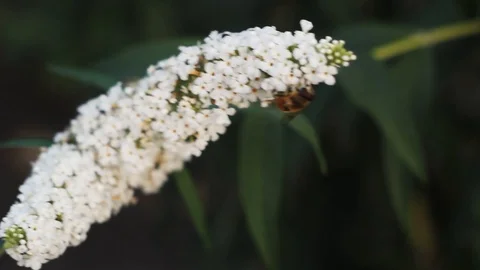 Bee crawling along the bud of a white spring flower macro Stock Footage 112393278