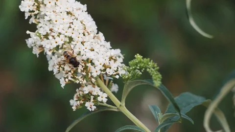 Bee crawling along the bud of a white spring flower macro Stock Footage 112393346