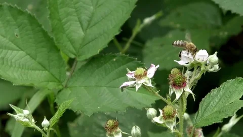 Bee crawling on and feeding off the white blossom of a green plant Stock Footage 76811158