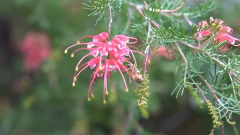 Bee crawling and flying around an Australian native flower, Grevillea Stock Footage 91798984