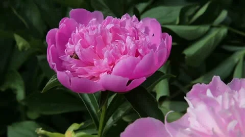 Bee crawling in a beautiful pink peony flower Stock Footage 11185791