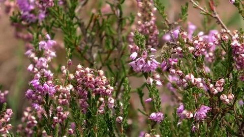 Bee crawling on blossoming heather, heathland in rural Rhineland-Palatinate Video stock 79831311