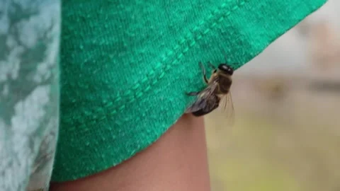 Bee crawling on childs arm and shirt Stock-Footage 310407559