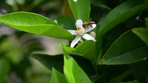 A bee is crawling on a flower Video stock 303433440