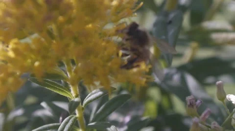 Bee Crawling Stock Footage 41795937