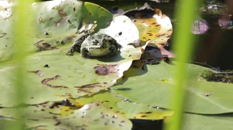 Bee crawling on frog Stock Footage 67108160